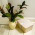 Lidded storage bin for pantry closet shelf cabinet desktop medeium size
